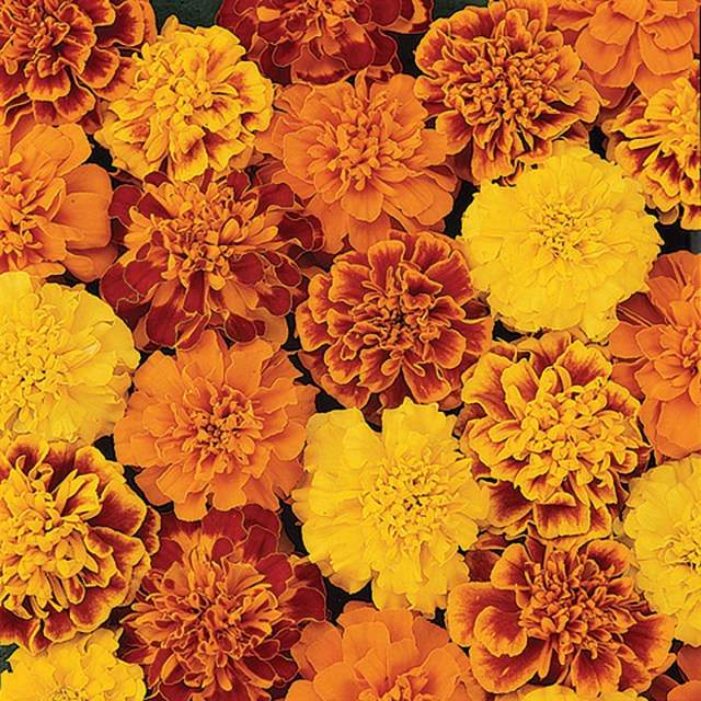 14480-Bonanza-Mix-French-Marigold