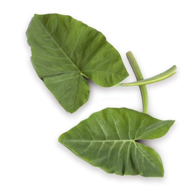 51KjWlS-LrL._UF1000,1000_QL80_