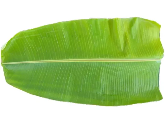 banana-leaf-500x500